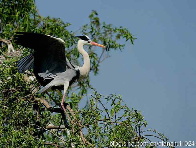 画中鹭.翠湖湿地