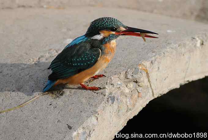 新年第一炮：小翠抓虾