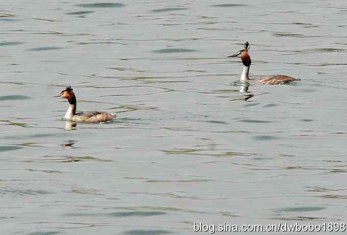 沙河观鸟 沙河观鸟
