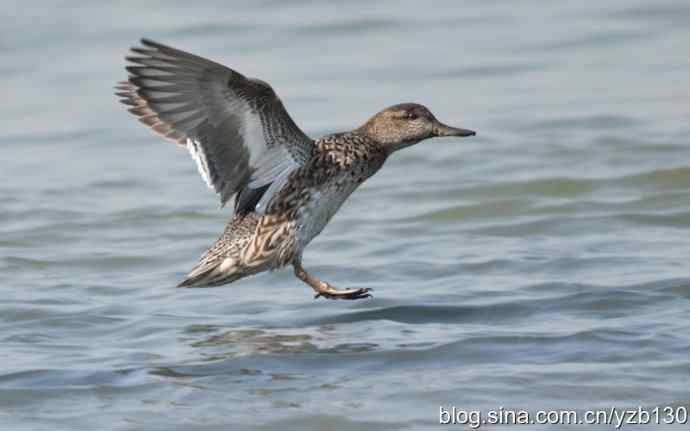 不识鸭子，却拍了一堆（组图）