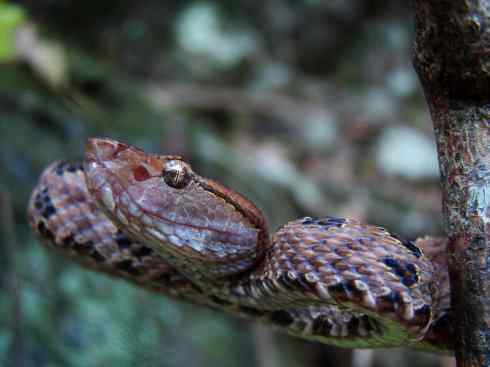 龙：传说的兽原型探秘（蝮蛇类）