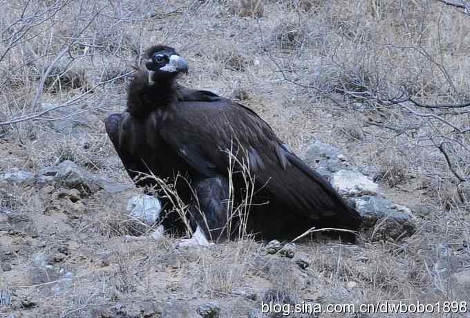 奔袭峡谷 wbr深山围剿座山雕 奔袭峡谷 wbr深山围剿座山雕