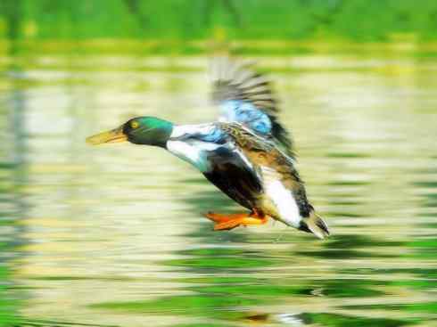 雁鸭之最之八（海番鸭、琵嘴鸭、绿翅鸭、鹊鸭）