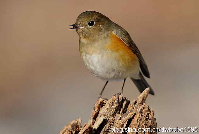 这个红红很有趣儿