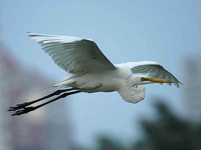 东方之莺鈥斺斀渑慕械降 东方之莺鈥斺斀渑慕械降
