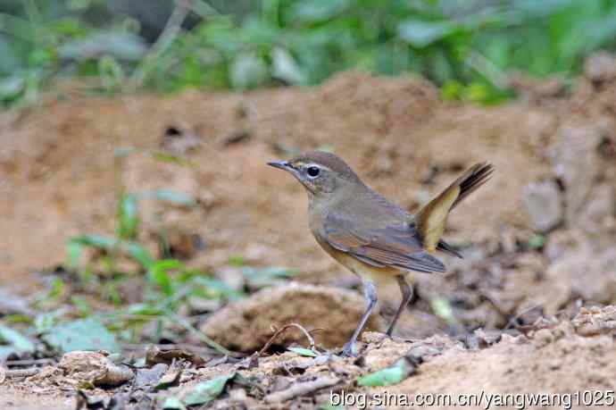 杂片（雌性红喉歌鸲与小鹀）