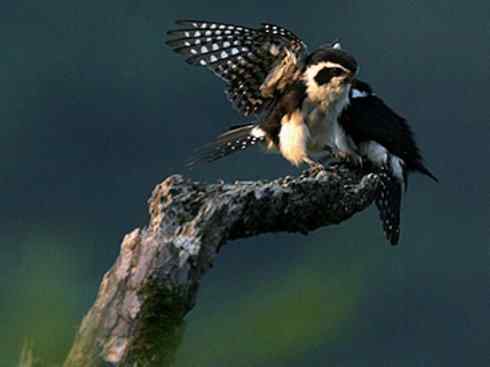 鸟类之最：小隼