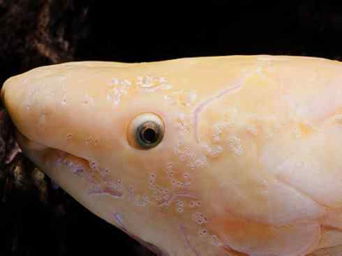 鱼类活化石:澳洲肺鱼 鱼类活化石:澳洲肺鱼