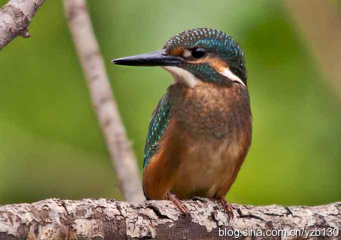 小翠吃蛙（组图，8张图片）