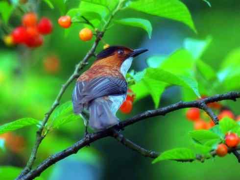 家禽驯化之源之三十（红耳鹎、领雀嘴鹎）