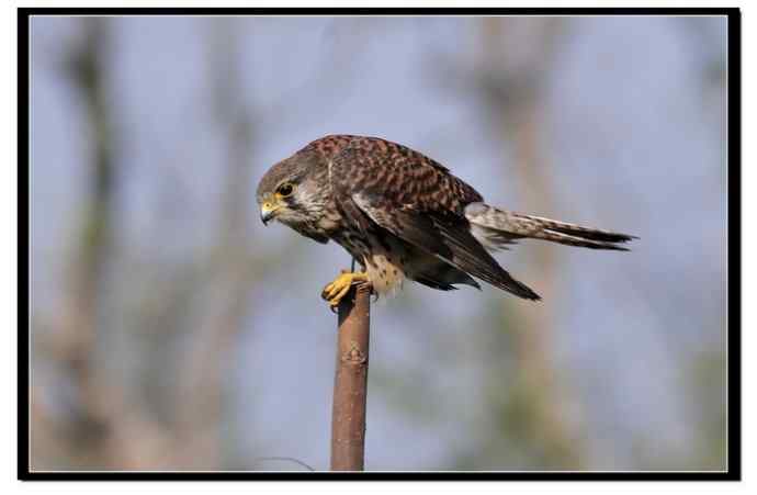 红隼享用甜点 红隼享用甜点