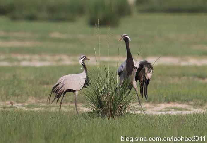 蓑羽鹤，好久不见