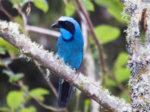 美丽无罪：雀鸟之绿鹊