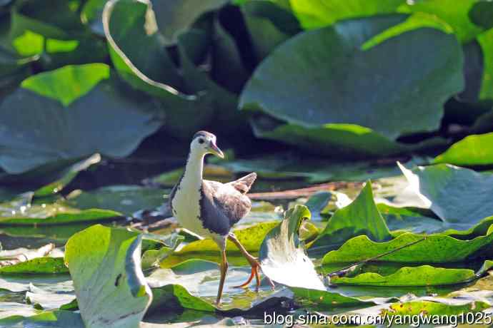 白胸苦恶鸟（4）