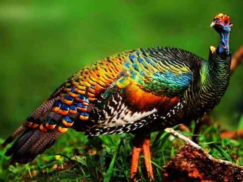 奇特的盔：眼斑吐绶鸡