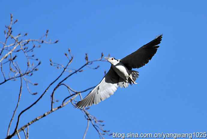 飞(夜鹭)3 飞(夜鹭)3