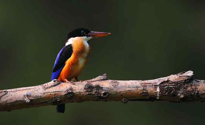 山重水复疑无路 wbr正是翡翠初长成(京城最美的野生鸟-蓝翡翠) 山重水复疑无路 wbr正是翡翠初长成(京城最美的野生鸟-蓝翡翠)