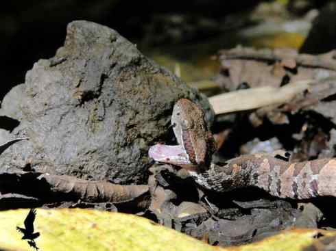 龙：传说的兽原型探秘（响尾蛇类）