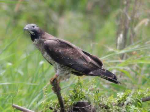 十大喜食蜂蜜动物：凤头蜂鹰