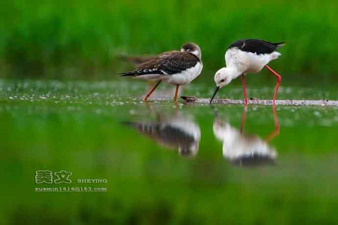 黑翅长脚鹬