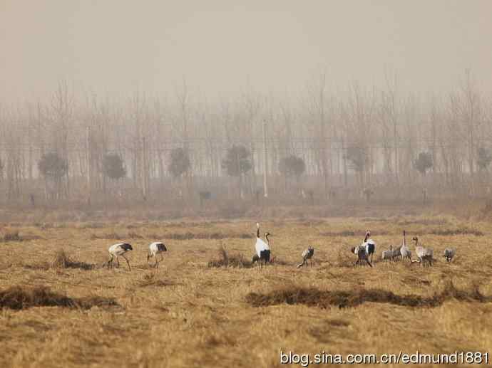 野外的珍禽丹顶鹤-穷人大炮及望远镜拍摄