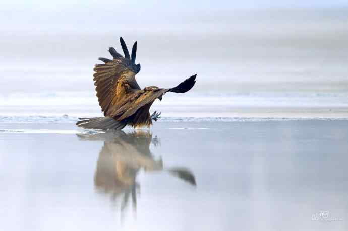 对黑耳鸢K07-012837的12次记录 对黑耳鸢K07-012837的12次记录