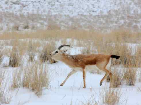 麒麟：传说的兽原型探秘（鹿羚）