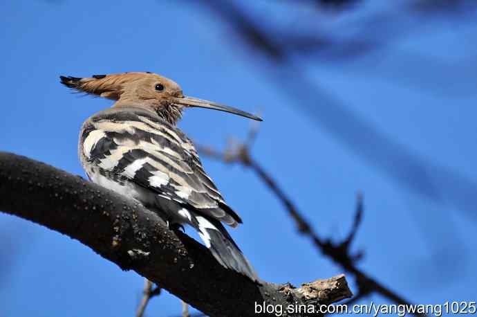 天坛公园又遇戴胜(餐后休息) 天坛公园又遇戴胜(餐后休息)