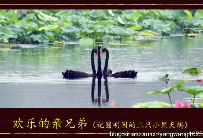 欢乐的亲兄弟（记圆明园的三只小黑天鹅）