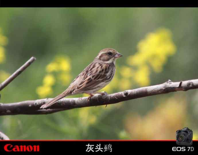 周日拍鸟又遇险情！