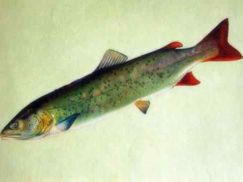 自然奇观：动物大迁徙(大马哈鱼)