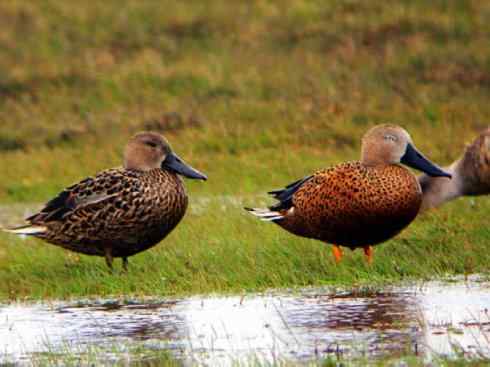 欣赏:美丽的钻水鸭5 欣赏:美丽的钻水鸭5