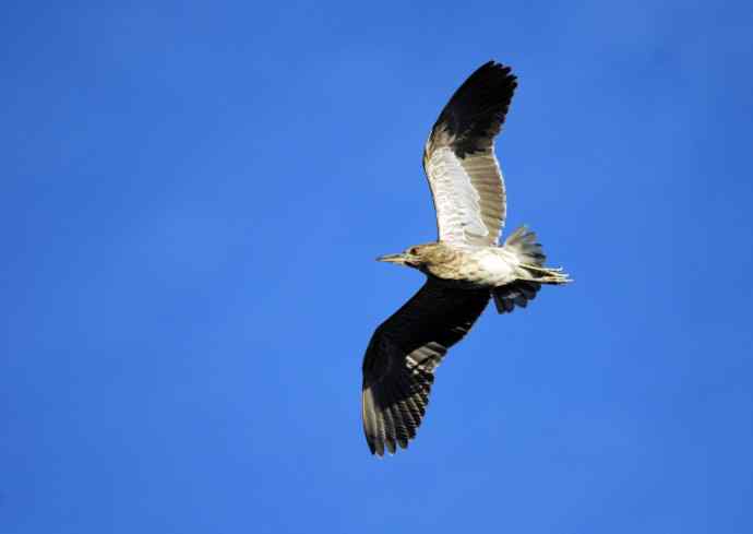 北京动物园的鸟类——飞（夜鹭）40