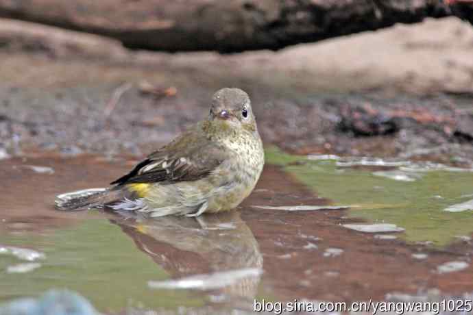 雌性白眉姬鹟（17）