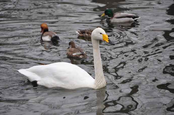 天鹅（送给小朋友GIGI）