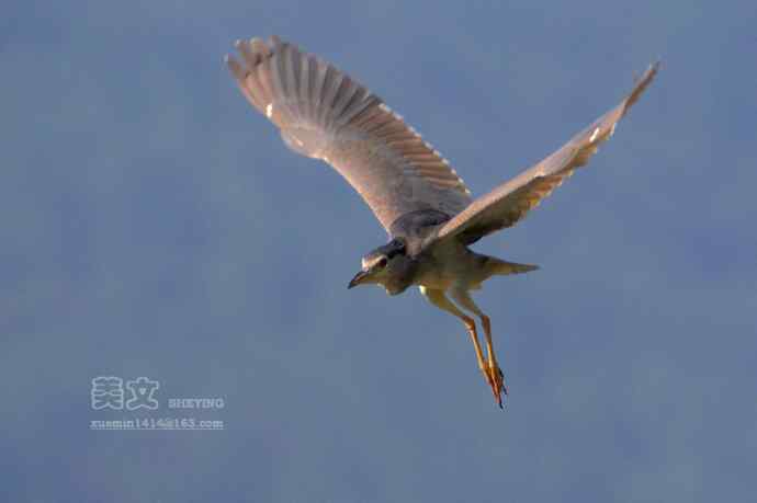 四川西昌鸟类摄影——夜鹭