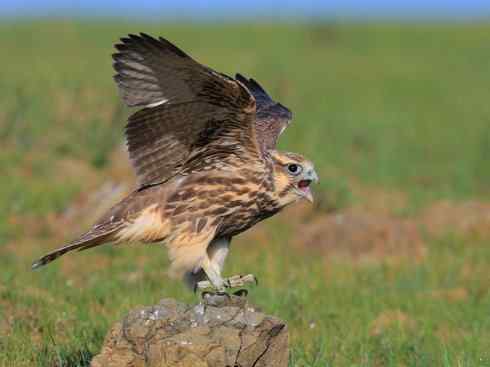 家禽驯化之源之六