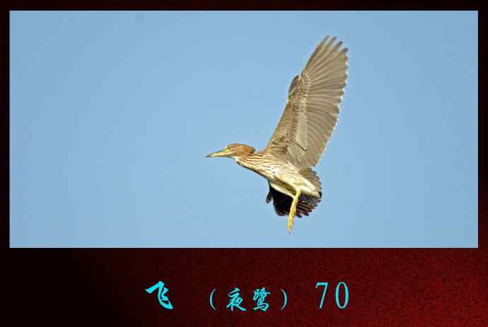 飞(夜鹭)70 飞(夜鹭)70