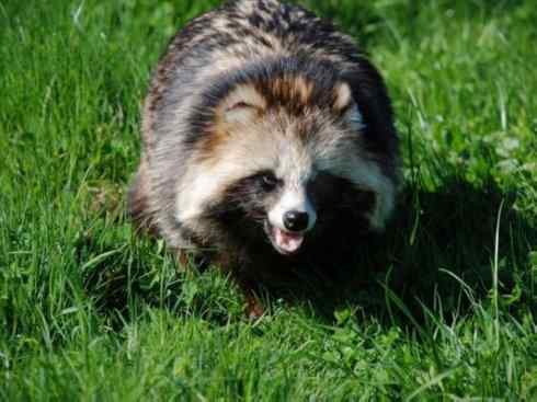 犬科:犬亚科犬属之貉 犬科:犬亚科犬属之貉