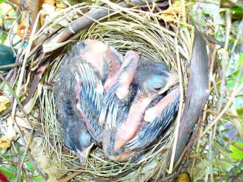 北美红雀出生记