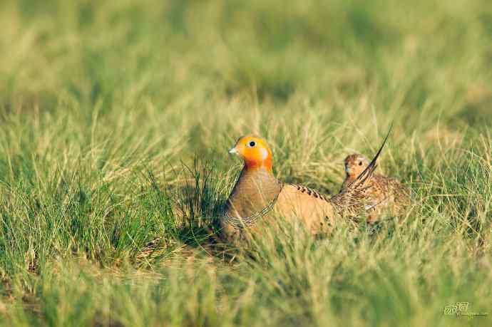 小嘴小脚——毛腿沙鸡