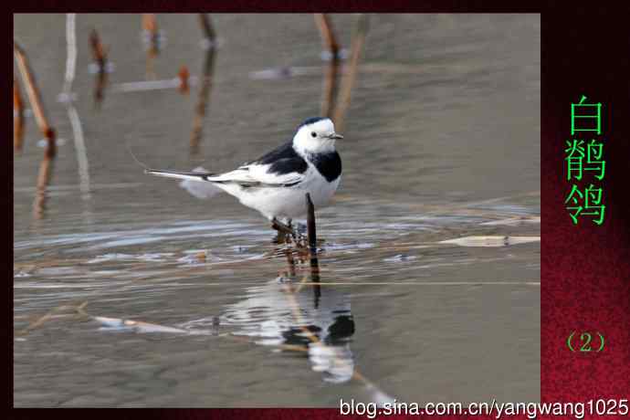 白鹡鸰（2）