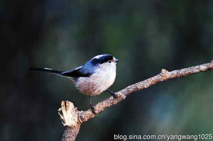银喉长尾山雀（2）