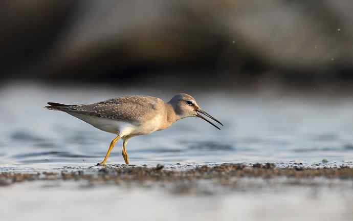 面向大海 wbr秋爽鹬唱