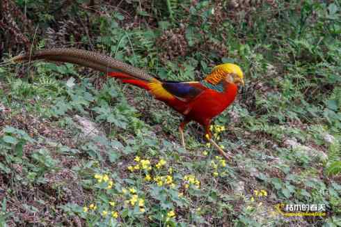 发一组鈥満旄菇跫︹