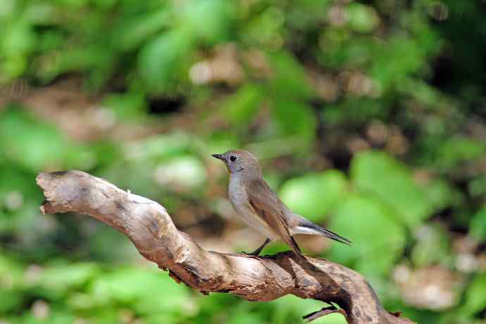 雄性红喉姬鹟(4) 雄性红喉姬鹟(4)