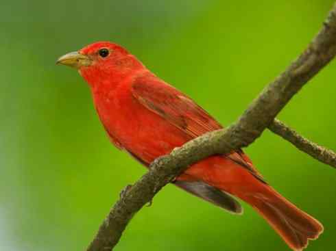 极品红色鸟类:玫红比蓝雀 极品红色鸟类:玫红比蓝雀