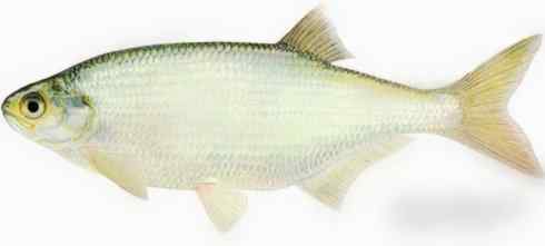 鱼类活化石：月眼鱼