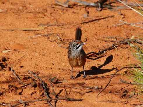 美丽无罪：雀鸟之鹩莺