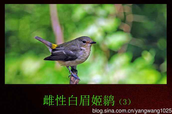 雌性白眉姬鹟(3) 雌性白眉姬鹟(3)